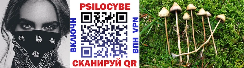 Купить закладки  Кириллов  Псилоцибиновые грибы GOLDEN TEACHER 